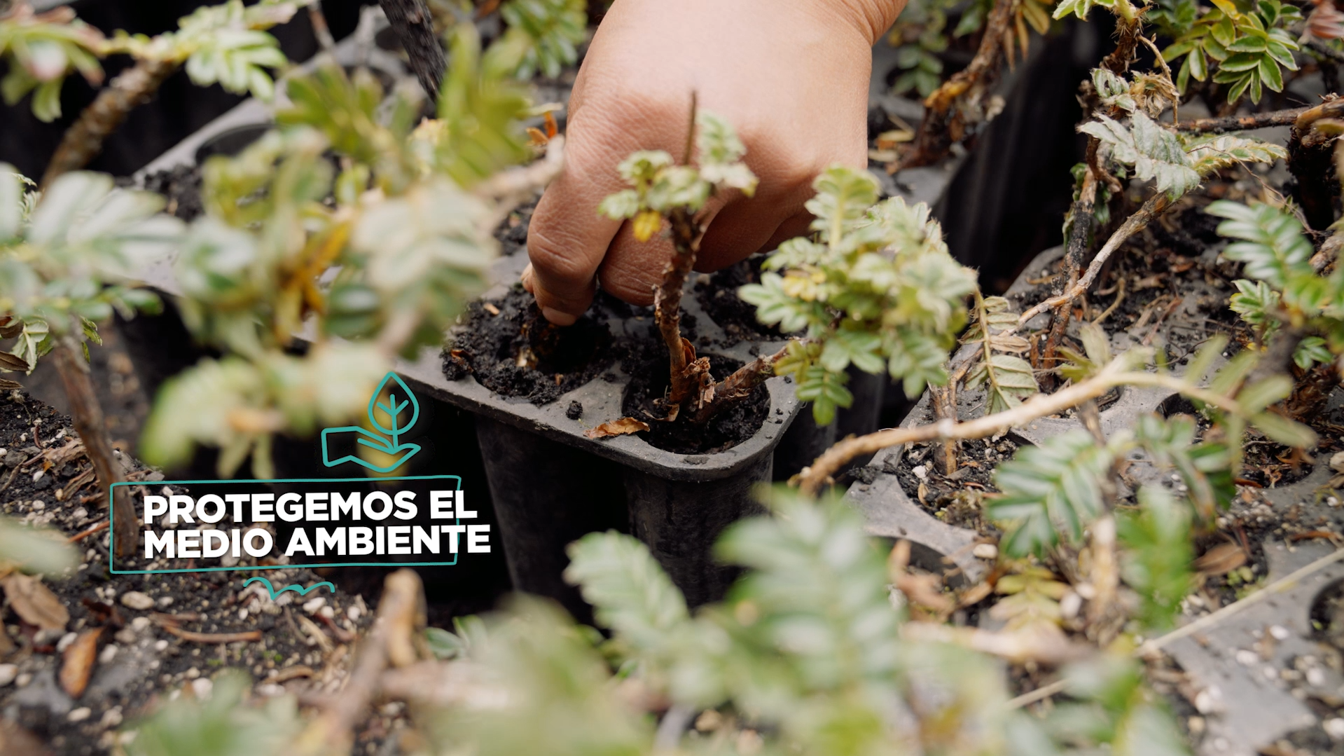 Ambiente